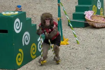 if you visit the temple on the weekend, you might enjoy a monkey show on the grounds, fairly close to Grant’s tree. It is almost like a street performance.