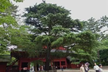 Before going up into Daiden, take a look at the large, beautiful cedar tree on the right just after entering the gate. It was planted by 18th US President, General Grant in 1870 as a memorial of his visit to Zojo-ji.