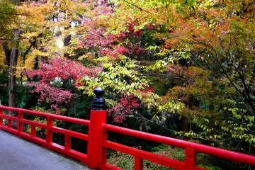 สีสันของฤดูใบไม้ร่วงเป็นฉากหลังที่สดสวย