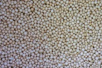 <p>Kacang kedelai</p>