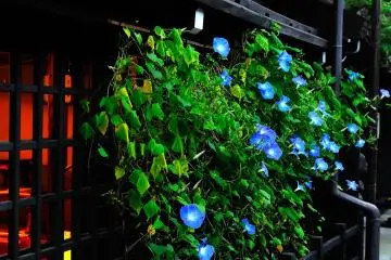<p>Warm light lit in the house with morning glory blooming in front of the window</p>