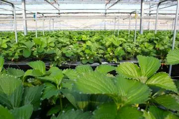 <p>The strawberry greenhouse is open for an all-you-can-eat pacakge from December to June</p>