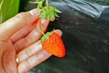 <p>This is what a strawberry looks like in mid-November. Looking forward to strawberry season!</p>