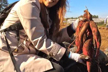 <p>Sweet potato picking was so much fun!</p>