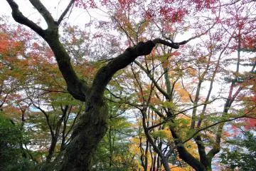 녹색, 노란색, 빨간색, 주황색 및 검은색의 벌거벗은 나무