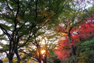 결국 니시야마 공원에서