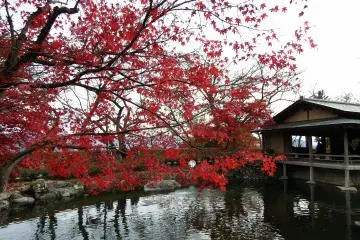 <p>Red maple leaves contrasting with the dark pond water at Kyoyo Garden in Nishiyama Park</p>