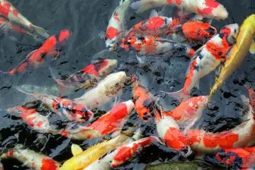 <p>Multi-colored, beautiful and greedy Koi in the pond!</p>