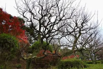 <p>Artistically shaped bare branches in Kyoyo Garden</p>