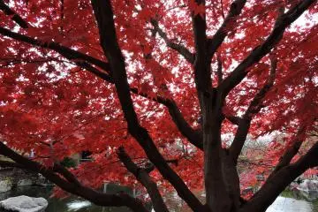 <p>I love the contrast of red leaves and dark tree boughs!</p>