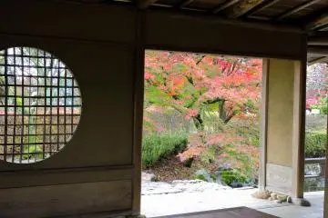 <p>Looking at the colorful leaves from darkness</p>