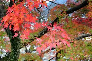 <p>Red and green leaves inside the garden</p>