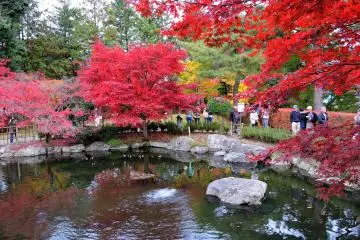 <p>The garden had rather a lot of visitors on the weekend I visited for a place in Fukui</p>