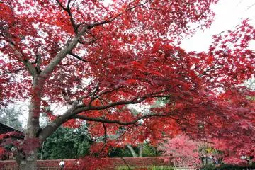 <p>Red leaves are beautiful even on a cloudy day</p>