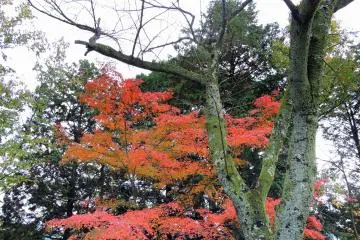 배경에 불타는 오렌지 단풍잎이 있는 아름다운 벌거벗은 나무