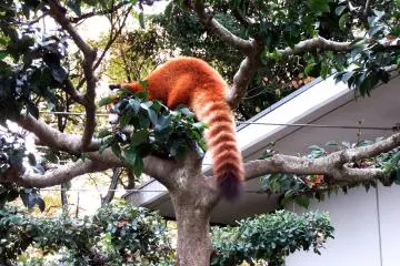 <p>Fluffy tail of a red panda! I really wanted to touch it!</p>