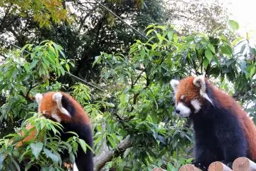 <p>Never mind their names, they are just cute!</p>