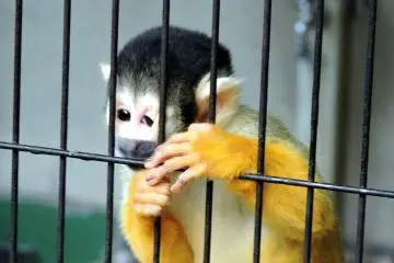 <p>Ohhh! How adorable!</p>
