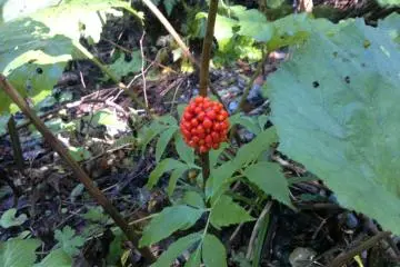 <p>Une plante sauvage</p>