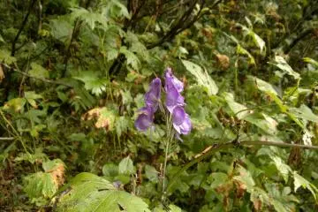 <p>Une fleur sauvage</p>