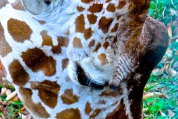 Giraffe. He and the zebra are pals