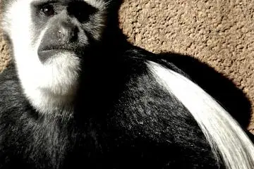 Another Colobus