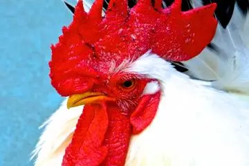 Rooster in the petting zoo