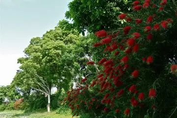 Flowers grace the park in abundance.