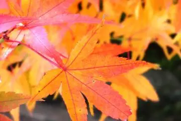 <p>สีสันของฤดูใบไม้ร่วงทั่วภูมิภาคซะกะจะมีต่อไปจนถึงต้นเดือนธันวาคม</p>