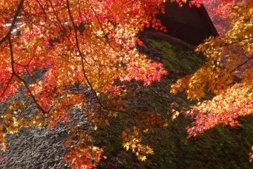<p>Fiery maples against a thatched roof building in the garden</p>