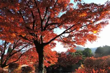 가을의 마지막날의 빨간잎의 마지막 반짝임