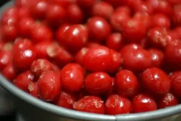 <p>Coffee cherries</p>