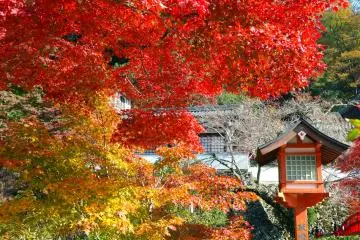 Weekend at Minoo Park, Osaka
