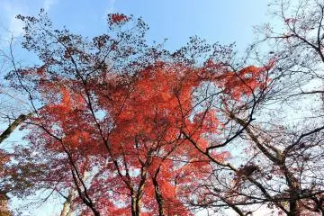 <p>Tall maple trees dancing under the blue sky</p>