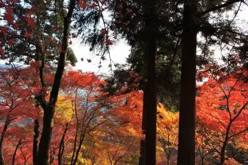 <p>The whole hillside was decorated with colorful leaves</p>
