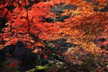<p>Autumn foliage at its peak</p>
