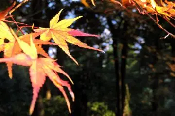 <p>Orange maple leaves shining under the autumn sun</p>