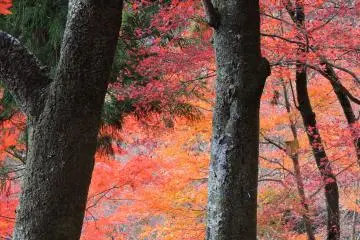 <p>Dark trunks making a striking contrast with orange hill</p>