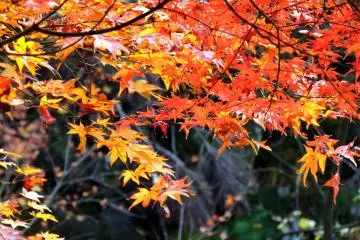 <p>Orange and vermilion complement each other</p>