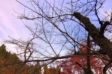 <p>Even the blue sky has a tint of red reflecting the color of autumn leaves underneath</p>