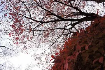 <p>Cloudy sky peppered with red and orange</p>