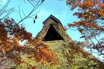 <p>Thatched roof of Furusato-no Ie contrasting with blue sky and orange leaves of autumn</p>