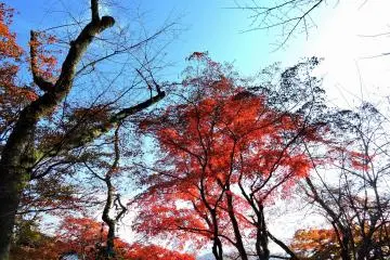 <p>When you look outside of Furusato-no Ie, you'll see the fiery red maple leaves dancing high under the blue sky</p>