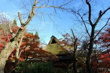 <p>Autumn leaves, trees, blue sky and a traditional Japanese country house with thatched-roof. What a wonderful combination!</p>