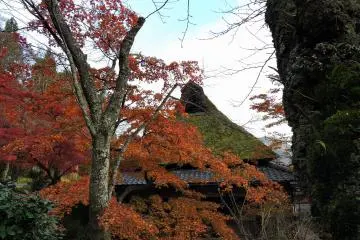 <p>Peeping at Furusato-no Ie through beautiful orange autumn leaves</p>