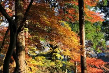 아름다운 단풍으로 사당 구내를 내려다보다