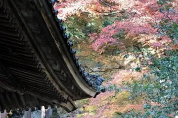 아름다운 사당 지붕과 단풍