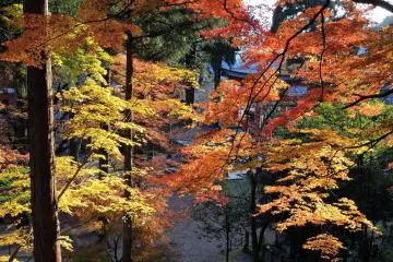 다채로운 단풍잎으로 장식된 신사옥
