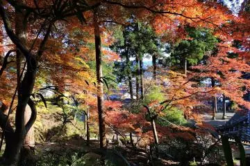 사당의 아름다운 단풍