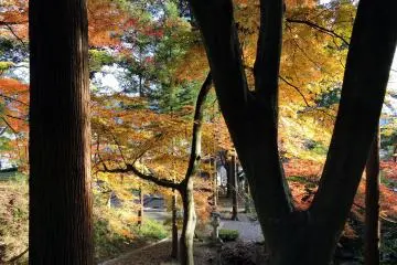 화려한 단풍잎을 통해 아래 사당터를 내려다보며